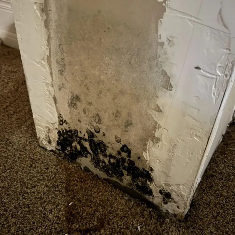 Professional Mold Removal in San Saba County, TX